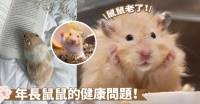 老年倉鼠的護理指南～疾病防治心得分享，別錯失了最後的 ...