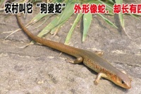 狗婆蛇和四脚蛇是一个物种吗，狗婆蛇即中华石龙子，是益虫，因人类捕捉减少，需保护