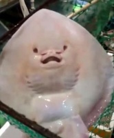 菜市场老板贩卖魔鬼鱼，顾客看到魔鬼鱼流出了眼泪，纷纷表示放生