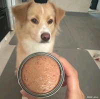 狗罐头最建议买的三个牌子？性价比高的狗罐头推荐