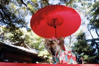 日本：超老龄化社会如何守护宠物温情