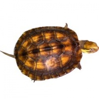 特产乌龟介绍及购买推荐,全球乌龟特产大全