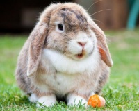 宠物兔子的魅力