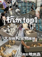 杭州哪里有比熊犬卖？杭州这里比熊犬品质优良，购宠更安心！