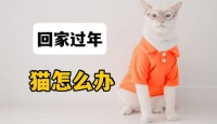 宠物猫春节怎么办