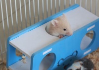 仓鼠一共有多少个品种