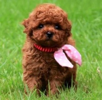 狗狗讨厌去医院假装疼痛