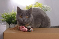 15种适合猫咪食用的果蔬＃每天一个猫咪小知识，让你更懂猫