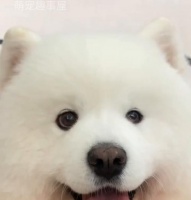 如何科学养护一个月大的小狗（宝宝狗的喂养、健康和训练）