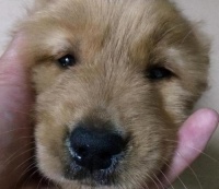 狗狗感冒症状详解（了解狗狗感冒症状，及早预防治疗）_狗狗护理_找狗网