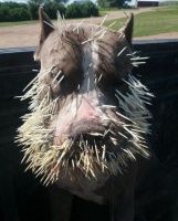 男子将狗狗和豪猪放一起 回家看到这一幕心都要碎了！