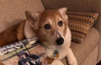 柯基中的“巨无霸”，休重27KG媲美金毛狗，它是真实的“柯猪”