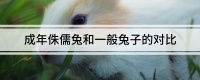 成年侏儒兔和一般兔子的对比