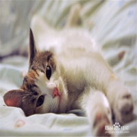 开始养猫如何注意哪些，刚开始养猫要注意的问题