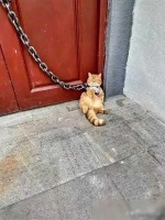 小吴有点范：宠物行为问题引发了网友的关注和热议。一位女子分享了自己的经历，她养的猫咪行为捣蛋，打碎了家里的许多物品，包括饭碗、盘子，甚至还弄坏了她新买的化妆品。在多次教育无效后，她采取了极端的措施，用铁链锁住了猫咪的喉咙，并将其挂在大门上。
这位女子的行为引起了广泛的讨论。有人认为她过于残忍，不应该用这种方式对待宠物。猫咪被锁住喉咙，呼吸困难，不停地翻滚身体，试图挣脱束缚，发出的哀求声让人心疼。这...