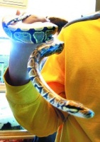 寵物店賣蟒蛇叫價兩萬元 另類寵物存在隱患