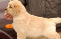 宠物有氧仓上海国际托运