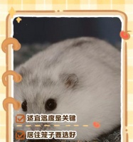 猪笼草和仓鼠能一起养吗？仓鼠的正确饲养方法是什么？