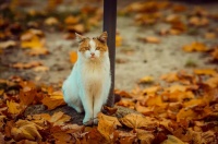 2026年幼猫猫粮性价比推荐榜单：肉源配方解析与高品质粮