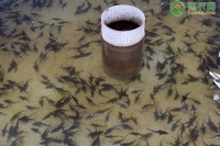 冷水鱼养殖技术方法