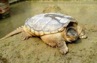 鳄龟的养殖技术要点有哪些？适合作为宠物养吗？