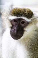 动物园里的这群猴子，居然会“说话”？！你见过吗？