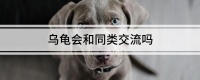 乌龟会和同类交流吗