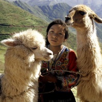 各国孩子都养啥宠物?迪拜最豪印度最奇葩