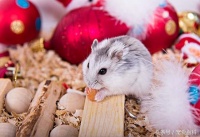 仓鼠怎么养——仓鼠的日常饲养方法