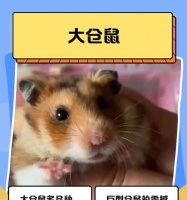 金狐仓鼠饲养指南（了解金狐仓鼠的生活习性，让它们健康快乐生活）