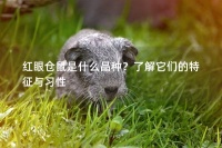 红眼仓鼠是什么品种？了解它们的特征与习性