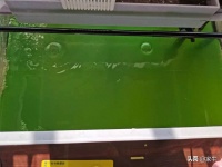 家牛的宠物龟、草金鱼、仙人球日志第314日