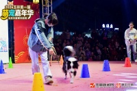 这届“萌宠嘉年华”太会玩