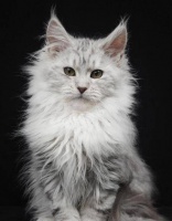 缅因猫能长多大？体型真相+科学喂养攻略+选粮避坑指南