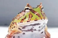 角蛙：饲养心得与指南