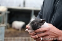 养殖场隔三差五给猪喂鱼加营养，养了2年不够本钱，看看长啥样