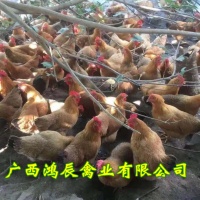 昭通土鸡苗种蛋