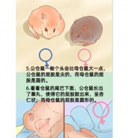 购买街上仓鼠时应注意什么？如何辨别仓鼠健康？