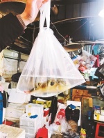 海鲜市场违规私卖活河豚：10分钟可买到，库房不让顾客看