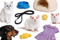 义乌宠物用品行业的创新与发展：从智能监测到定制设计的全方位解决方案