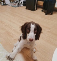 宠物狗的体温和发烧问题解析（了解宠物狗发烧的预防与治疗）_村客网