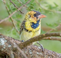 鸟类的特征与生态习性（探索鸟类的独特特征和生存之道）