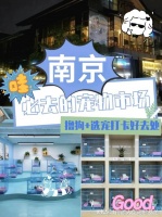 南京买宠物猫狗哪里便宜宠物基地选购猫狗更放心