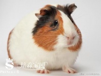 这些东西都不要给荷兰猪吃哦！