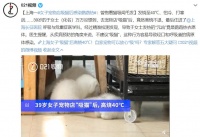 为什么鸟喜欢逗猫