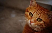 宠物中医调理：健康管理新趋势，你准备好了吗？