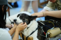 从白茅根到黄芪：这些中药成分正成为宠物食品新宠​