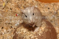 仓鼠为什么不动了？了解它可能的原因与解决办法