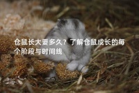 仓鼠长大要多久？了解仓鼠成长的每个阶段与时间线