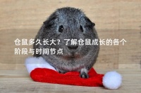 仓鼠多久长大？了解仓鼠成长的各个阶段与时间节点